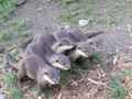 Otters 2